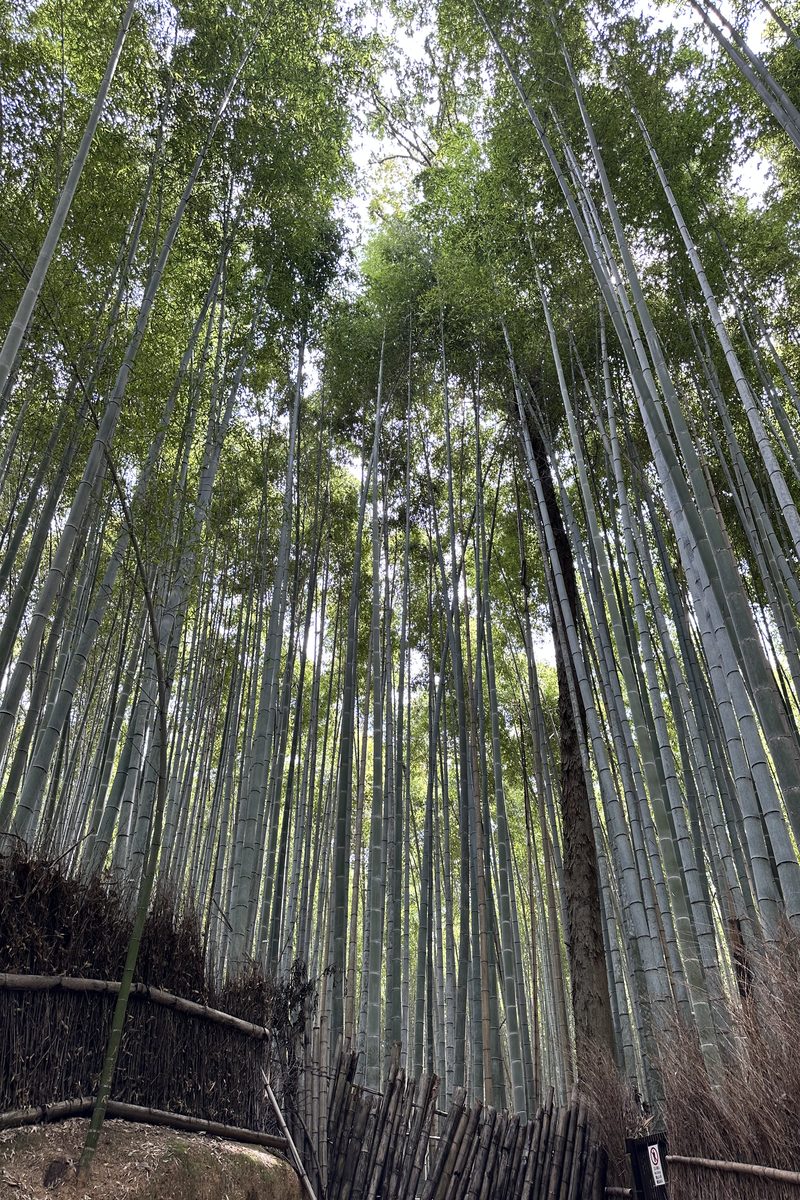 Sunlight filtering through a tall, tranquil bamboo grove