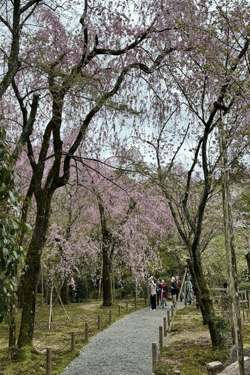 A quiet garden path beneath blossoming cherry trees, a gentle way forward